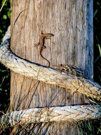 Close-up of wood perching on tree trunk