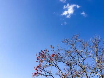 Low angle view of flower tree against blue sky