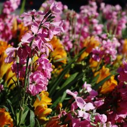 Close-up of pink flowering plants