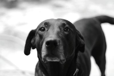 Close-up portrait of black dog