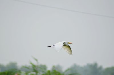 Low angle view of bird flying in sky