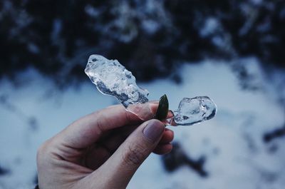 Close-up of hand holding frozen leaves during winter