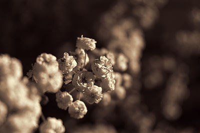 Close-up of flowers