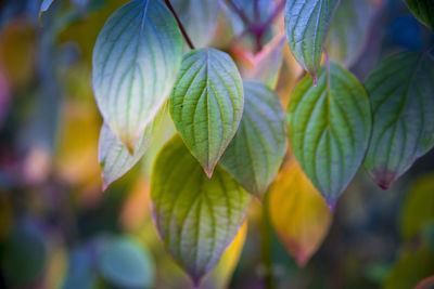 Close-up of fresh green leaves