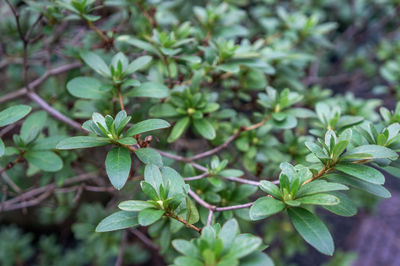 Macro backdrop of deep green evergreen shrub indian hawthorn rhaphiolepis umbellata branches 