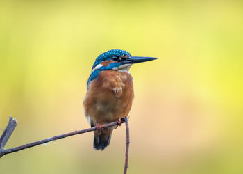 Close-up of kingfisher perching on branch