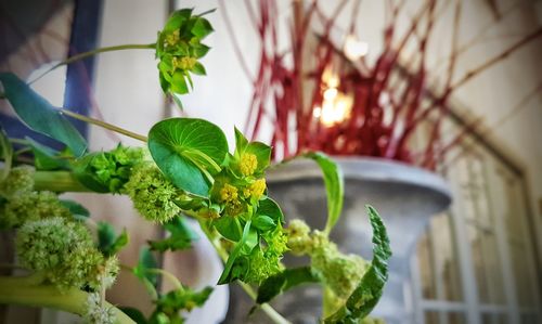 Close-up of potted plant