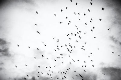 Low angle view of silhouette birds flying against sky