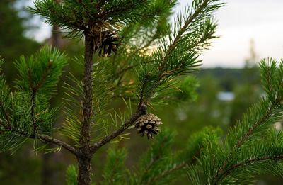 Close-up of pine tree