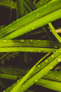 Close-up of wet leaf