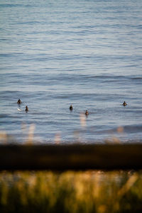 Birds swimming in lake