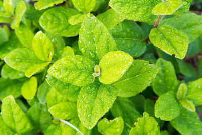 Full frame shot of leaves