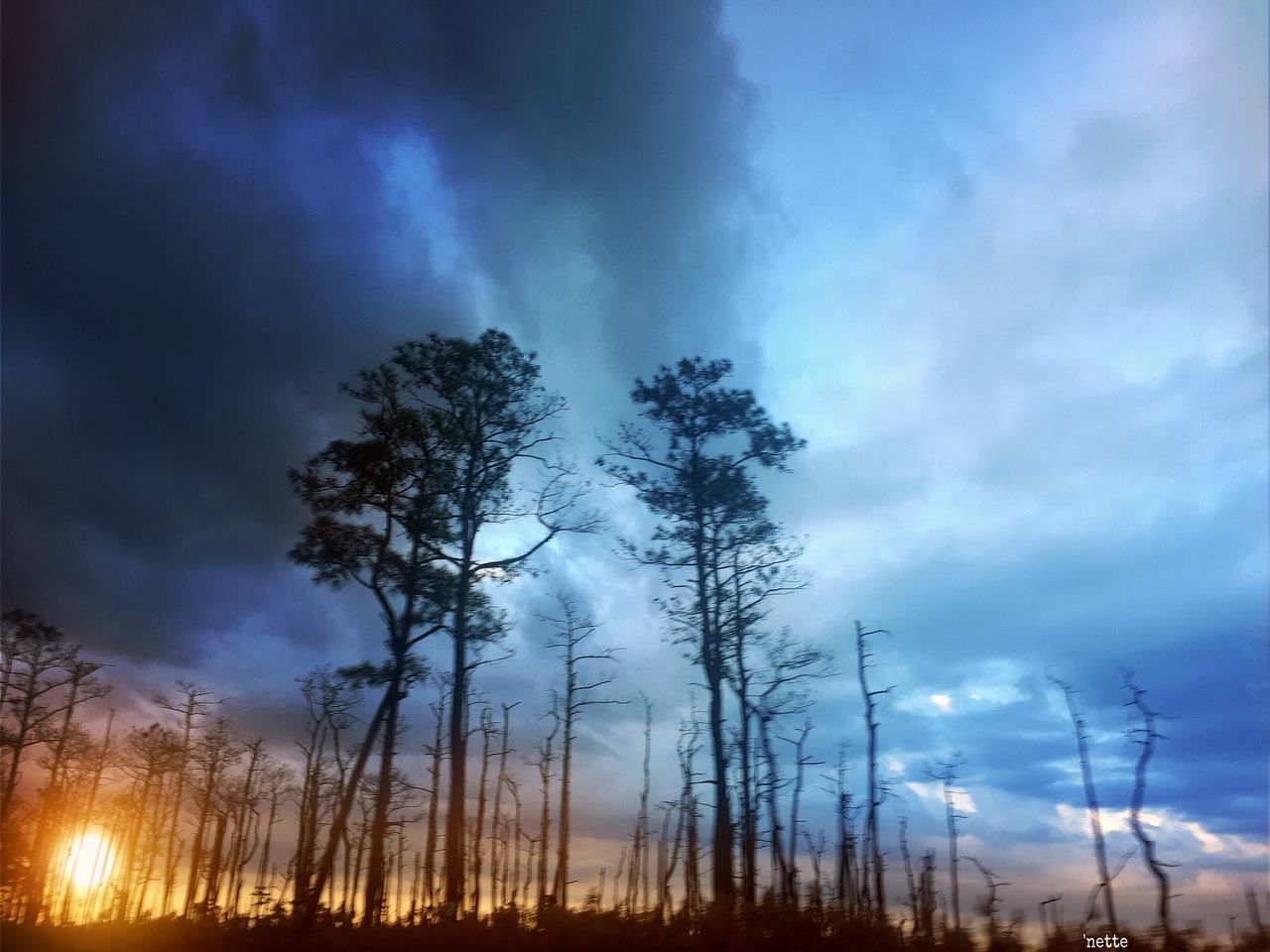 SCENIC VIEW OF TREES AGAINST SKY