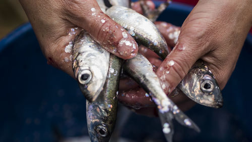 Close-up of hand holding fish