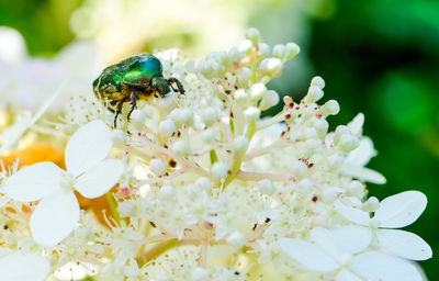 Close-up of beetle on white flowers blooming outdoors