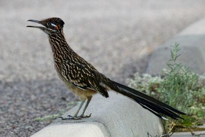 Close-up of a bird