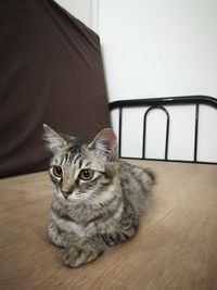 Portrait of cat sitting on table at home