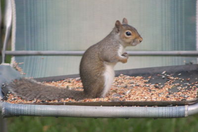 Close-up of squirrel
