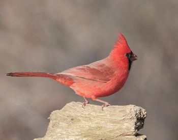 Close-up of bird perching on rock