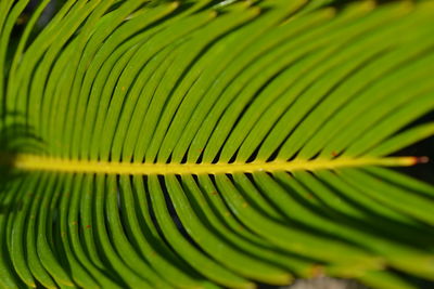 Extreme close up of green leaves