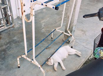 High angle view of dog on street in city