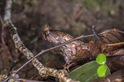 Close-up of a dry leaf on tree