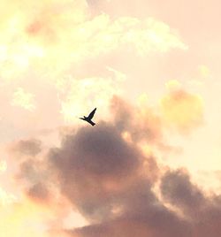 Low angle view of bird flying in sky