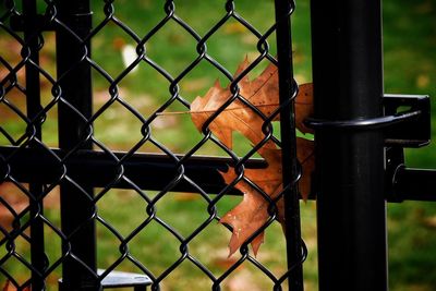 Close-up of chainlink fence