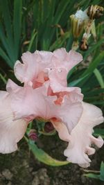 Close-up of pink flower blooming outdoors