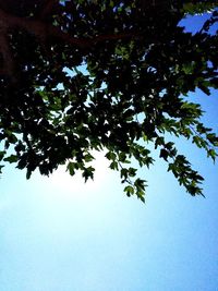 Low angle view of tree against clear blue sky