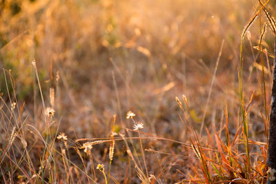 Close-up of dry grass on field