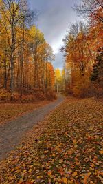 Autumn leaves on land against sky