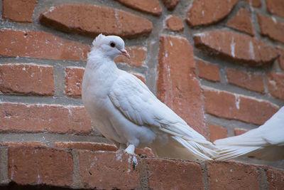 bird