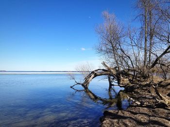 Bare tree by sea against clear blue sky