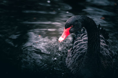 Close-up of swan swimming in lake