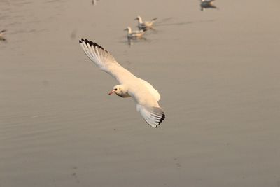 Birds flying over water