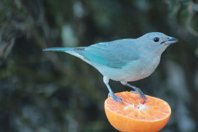 Close-up of bird perching outdoors