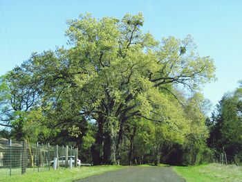 Road passing through forest