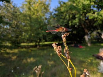 Close-up of flower against trees