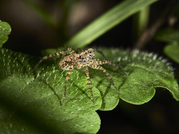 Close-up of spider on leaves