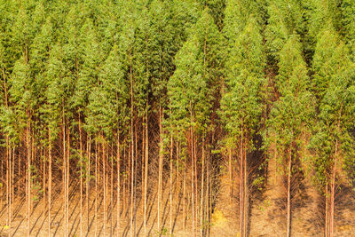 Pine trees in field