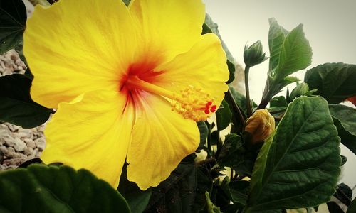 Close-up of yellow flower