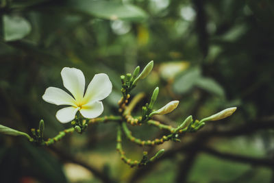 Close-up of white flowering plant