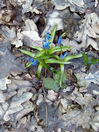 High angle view of insect on plant