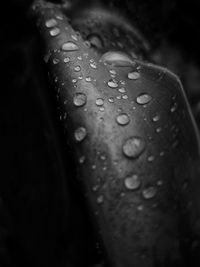 Close-up of raindrops on leaf