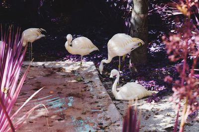 Close-up of birds perching on water