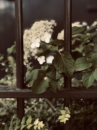 Close-up of white flowering plant