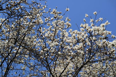 Low angle view of blossom tree against sky