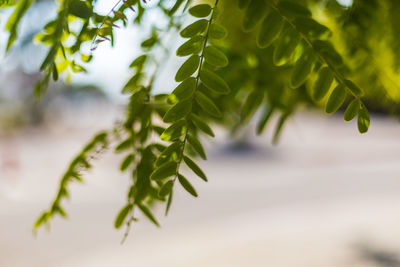 Close-up of fresh green leaves