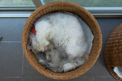 High angle view of cat sleeping in basket
